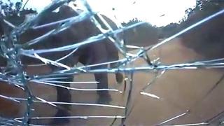 Разярен слон нападна автомобил (ВИДЕО)