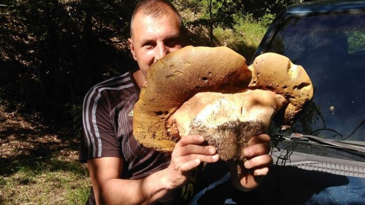 Гъбари гледат и се маят: Слон ли е това, или ГМО?