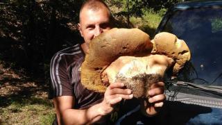 Гъбари гледат и се маят: Слон ли е това, или ГМО?