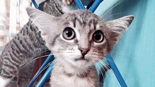 Мутант: Роди се коте с 4 уши (СНИМКИ)