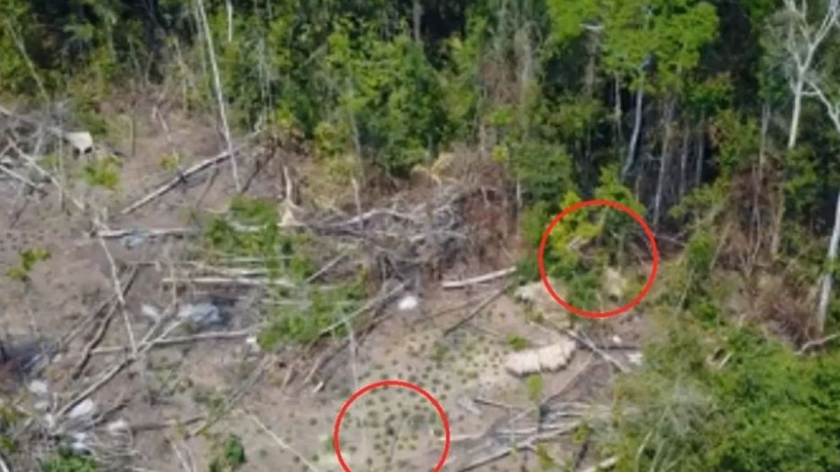 Дрон засне нещо супер мистериозно в Амазонската джунгла (СНИМКИ/ВИДЕО)