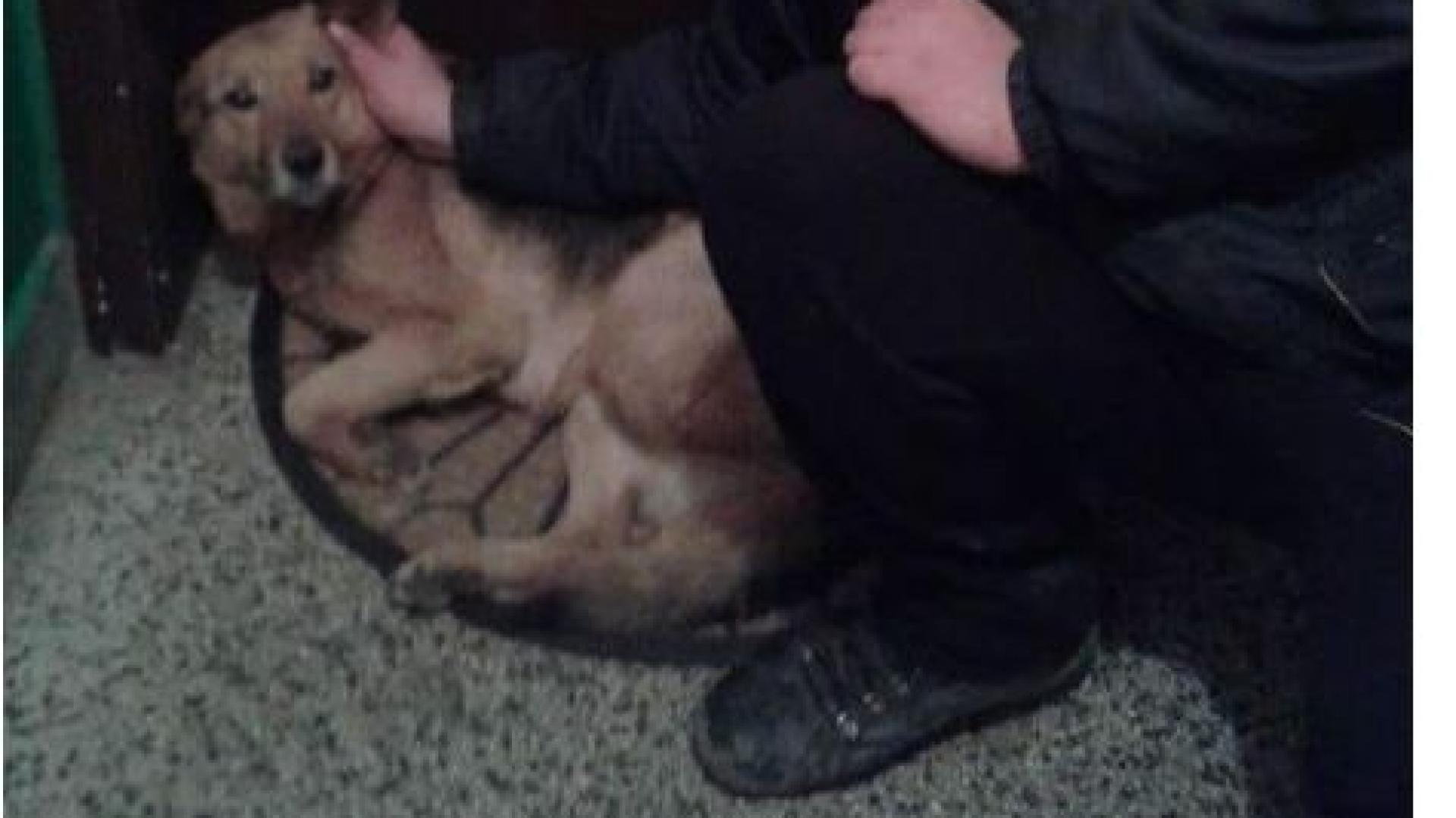 Потрес: Три деца убиха зверски любимата на всички в Дряново Сузи! (СНИМКИ)