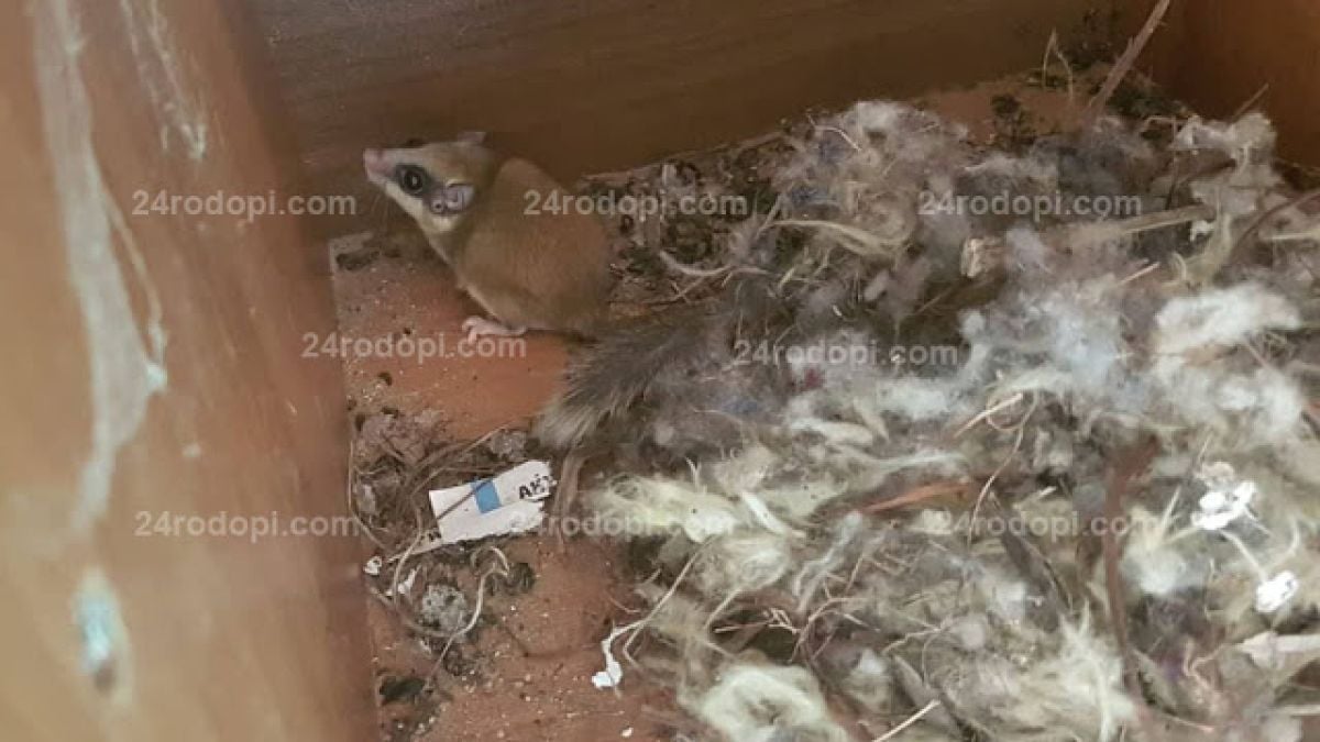 Невиждан в България гризач опустошил вилата на кърджалийски бизнесмен (СНИМКА)