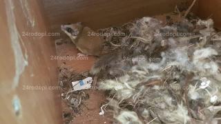Невиждан в България гризач опустошил вилата на кърджалийски бизнесмен (СНИМКА)