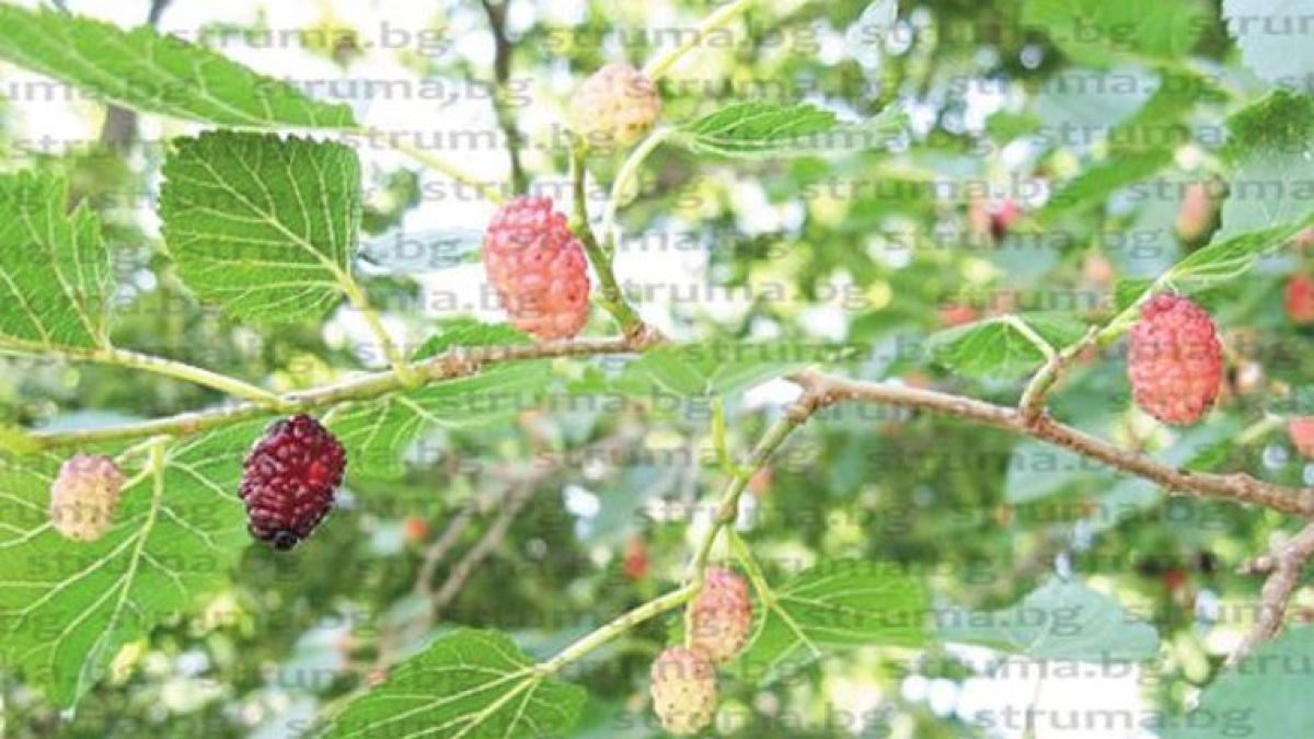 Невиждани в цяла България целебни дръвчета, израснаха в струмянишко село с трима жители! (СНИМКИ)