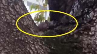Еволюция или... Мишки дебнат от клоните на дърветата във Варна (ВИДЕО)