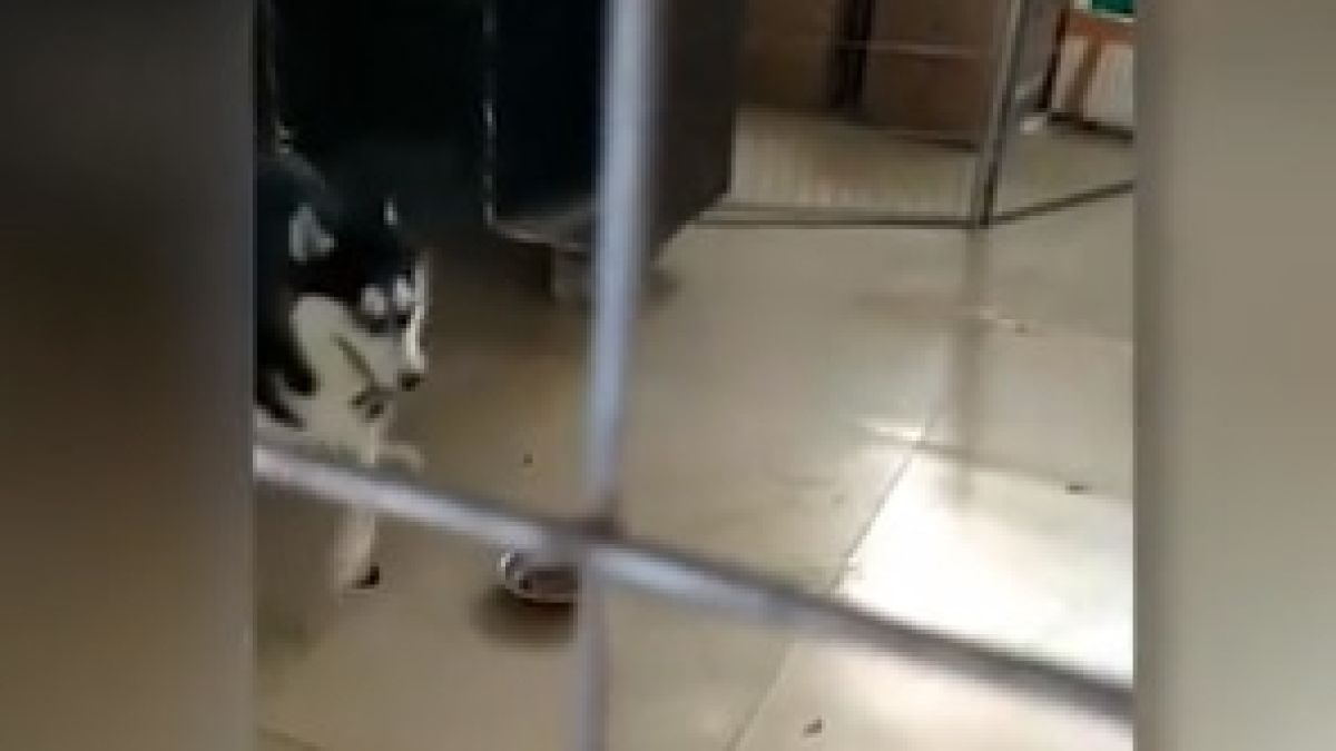 Голям смях! Потребители се подиграват на това страхливо куче (ВИДЕО)