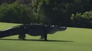 Чудовище нахлу в американска военна база (ВИДЕО)
