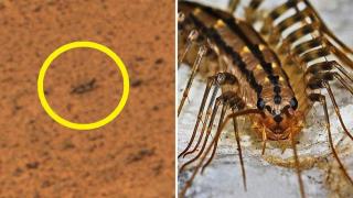 Сензация! На Марс откриха пълзящ инсектоид (СНИМКА)