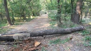 Голяма опасност дебне пловдивчани в парка "Лаута" (СНИМКИ)