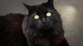 Монахиня катастрофира заради черна котка