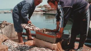 Невиждано изобилие от сафрид, паламуд и чернокоп по морето