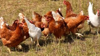 Откриха огнище на птичи грип в пловдивско село