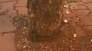  Вандалски акт срещу природата в София разгневи мрежата (ВИДЕО)