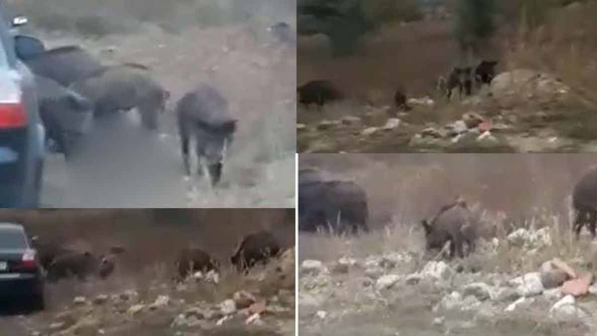 Десетки гладни глигани обикалят край кърджалийско село (ВИДЕО)