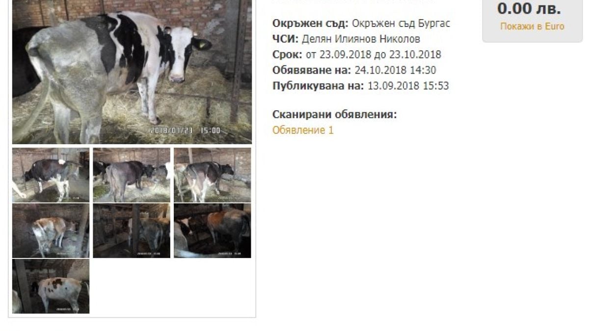 Запорираха... кравите на жена от Карнобат заради дългове