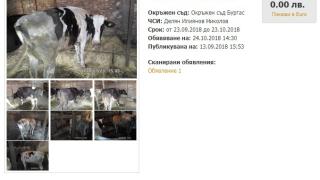 Запорираха... кравите на жена от Карнобат заради дългове