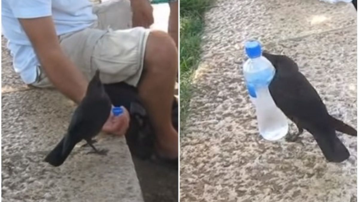 Невероятно умна птица кацна до хора в парка и помоли за вода (ВИДЕО)