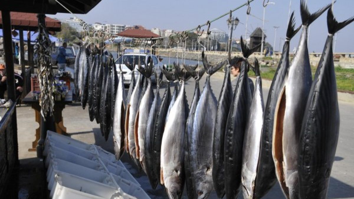 Морето завря от паламуд, изкарват лодките посред нощ, дори при лошо време