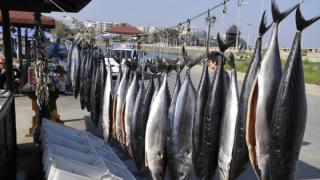 Морето завря от паламуд, изкарват лодките посред нощ, дори при лошо време
