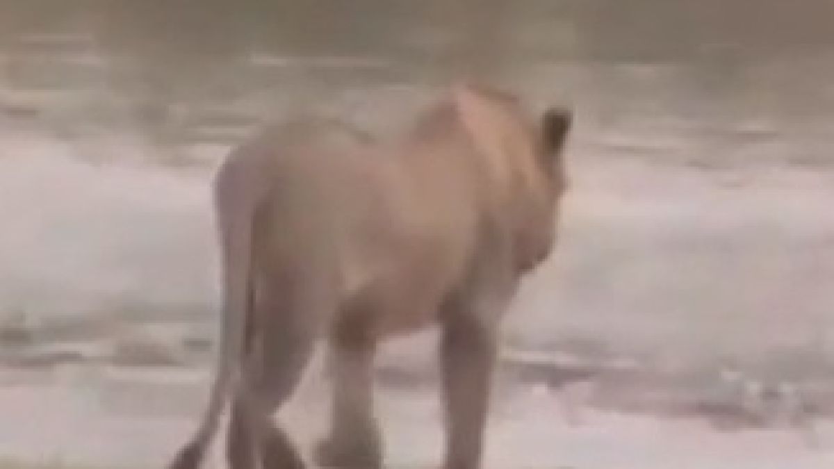 Екстремно ВИДЕО: Гигантски крокодил за малко да изяде млад лъв 