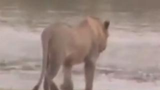 Екстремно ВИДЕО: Гигантски крокодил за малко да изяде млад лъв 