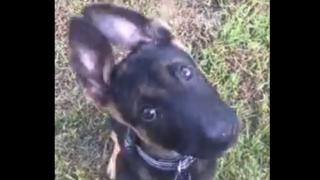 Уникално! Полицейско кученце завладя мрежата (ВИДЕО)