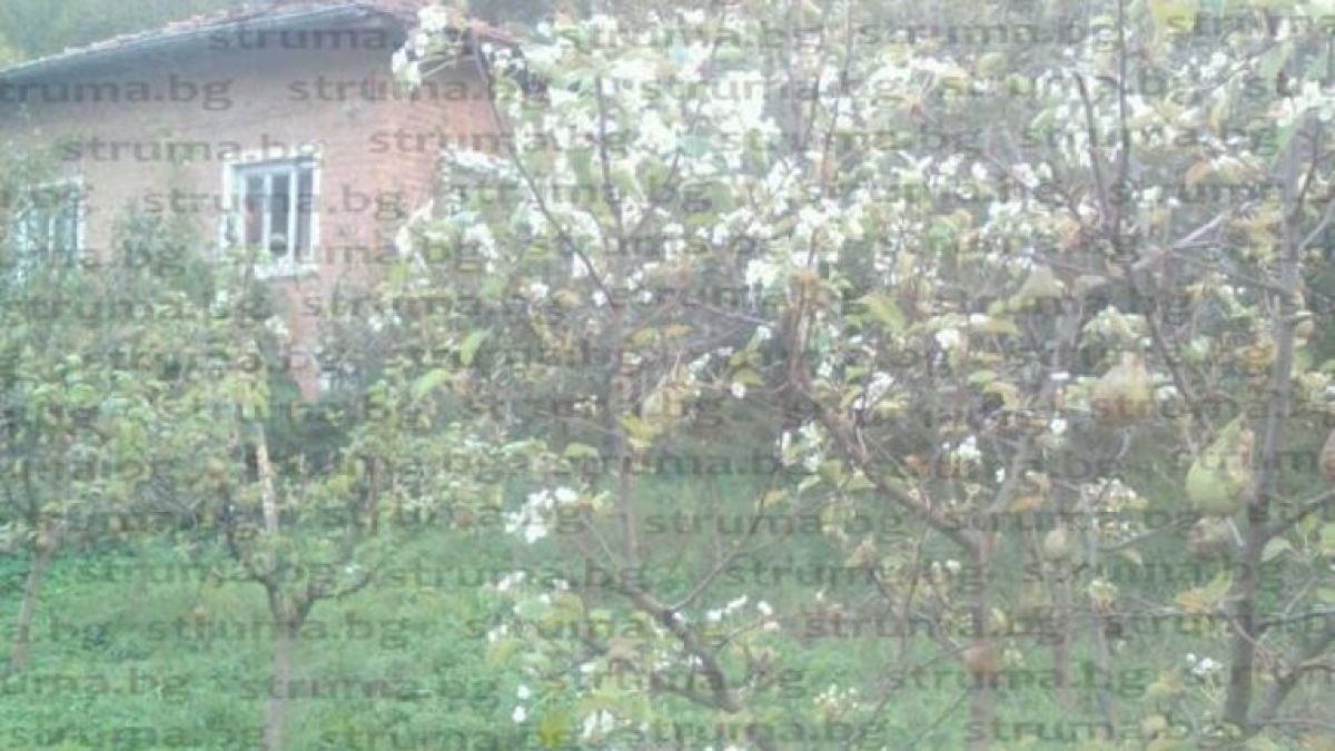 Истинско чудо се случи в двора на бившия кмет на село Места (СНИМКА)