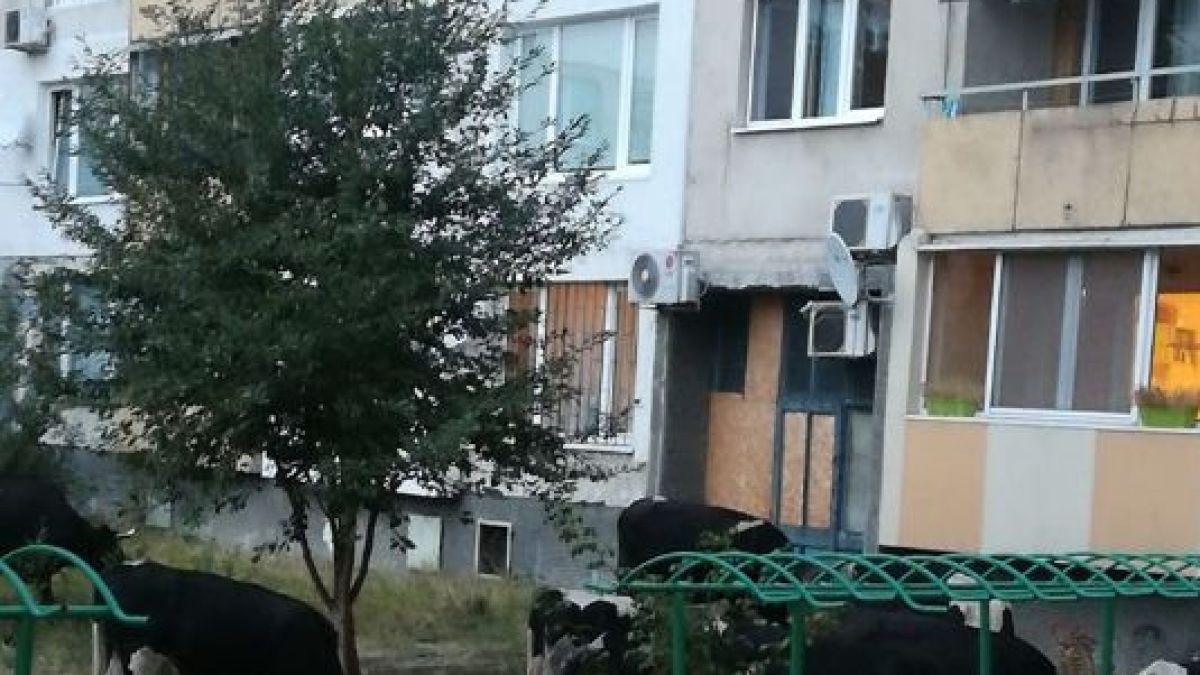 Само в БЛИЦ! Мрежата подивя заради СНИМКА, направена в столичен квартал 