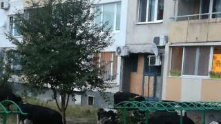 Само в БЛИЦ! Мрежата подивя заради СНИМКА, направена в столичен квартал 