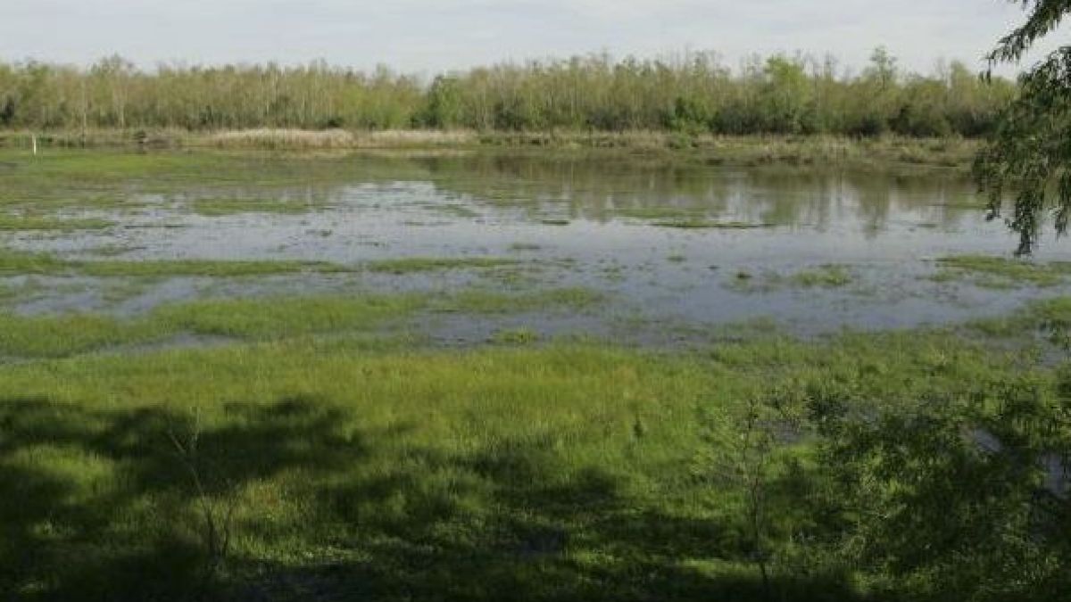 Смразяваща кръвта находка в блатиста местност край Първомай