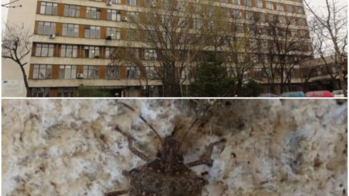 И пловдивчани пропищяха заради нашествие на...