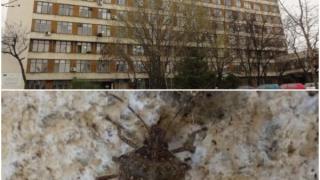 И пловдивчани пропищяха заради нашествие на...