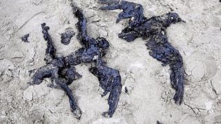 15 злокобни СНИМКИ, доказващи, че човекът е ужасно същество 