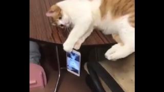 Тази игрива котка е звезда в мрежата и има защо (ВИДЕО)