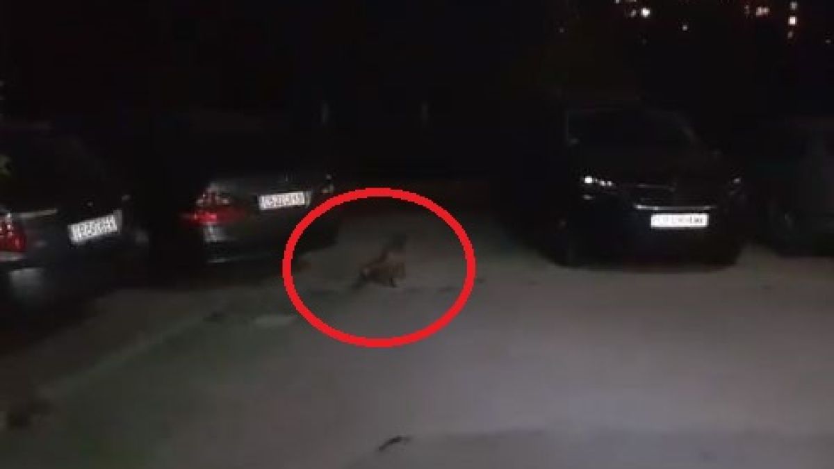 Само в БЛИЦ! По тъмна доба опасно животно броди из столичен квартал (СНИМКИ)