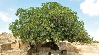 Невероятно, но факт: От семе в стомаха на труп изникна дърво и помогна за разкриването на убийство в Кипър