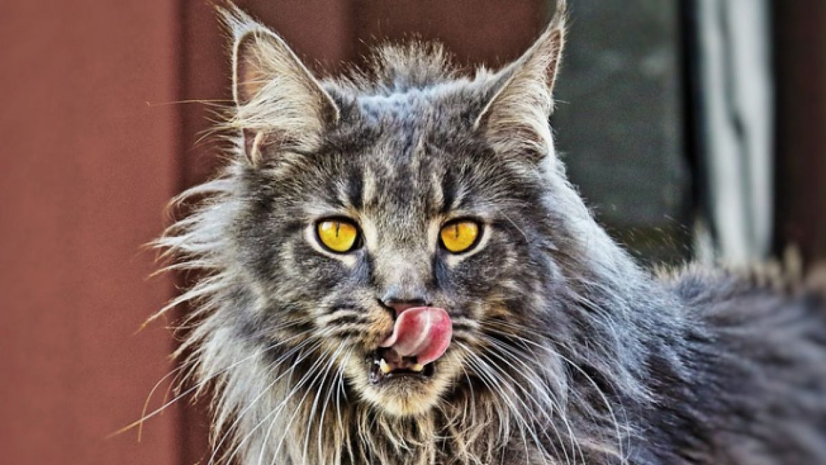 Градче направи котка шеф на...