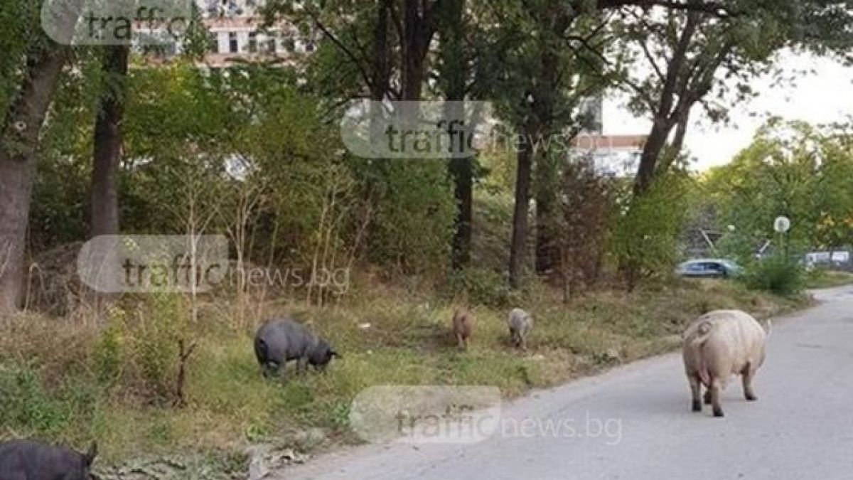 Свинщина до Окръжна болница в Пловдив, но хората се снимат с нея (СНИМКИ)