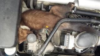 Светослав отвори капака на колата си и остана потресен от видяното (СНИМКА)