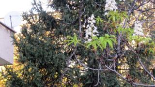 Природата се чална, а хората притеснено се питат: чака ли ни люта зима? (СНИМКИ)