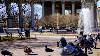Пиян гълъб бе признат за птица на годината (ВИДЕО)