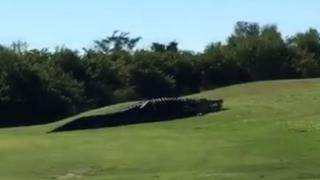 Праисторическият алигатор "Чъбс" се появи за първи път от 2 години и сега е още по-голям (ВИДЕО)