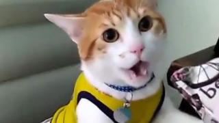 Мъж научи котката си да разговаря (ВИДЕО)