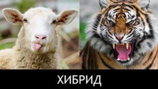 Ексклузивно в БЛИЦ! Кеворк Кеворкян: Тукашният „джихадист“ ще се роди от глада, как се на-хибридваме сами