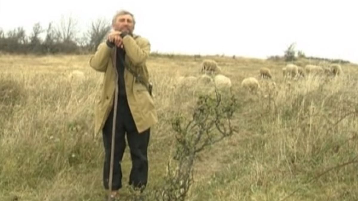 Ново 20: ЕК въвежда още изисквания за хуманно отношение към добитъка, пастирите вече ще са длъжни да ...