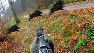 Опитен авджия се отърва на косъм от освирепял глиган