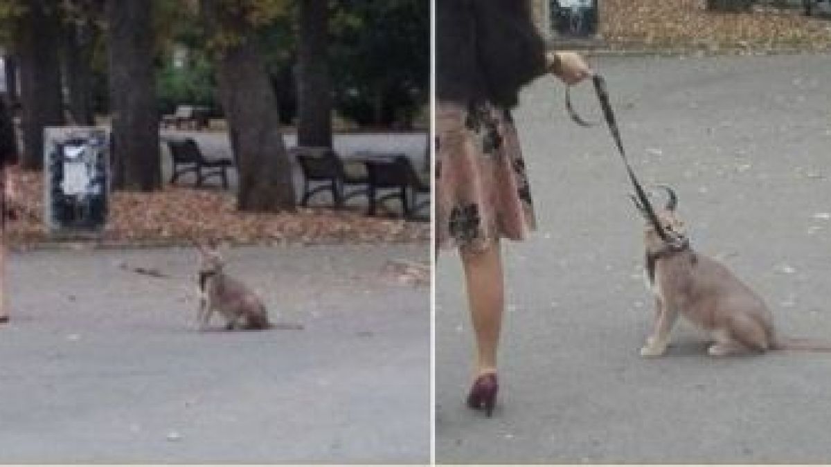 Млада столичанка изведе хищен звяр на разходка в Борисовата градина, минувачите онемяха 