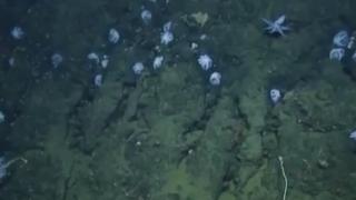 Гигантска армия от октоподи атакува САЩ (ВИДЕО)