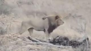 Карък! Самоуверен лъв се намеси в лов и остави всички без обяд (ВИДЕО)